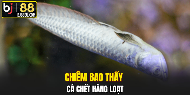 Mơ Thấy Cá Có Ý Nghĩa Gì? Đây Là Điềm Lành Hay Dấu Hiệu Dữ? 3 Chiêm bao thấy cá chết hàng loạt