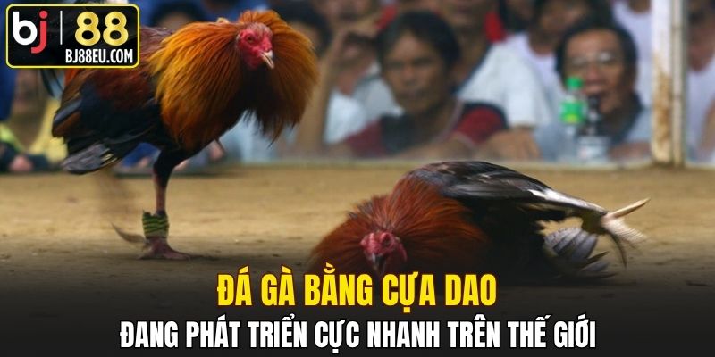 Đá gà bằng cựa dao đang phát triển cực nhanh trên thế giới