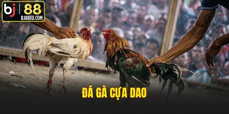Đá Gà Cựa Dao - Hướng Dẫn Chơi Cá Cược Hiệu Quả Nhất