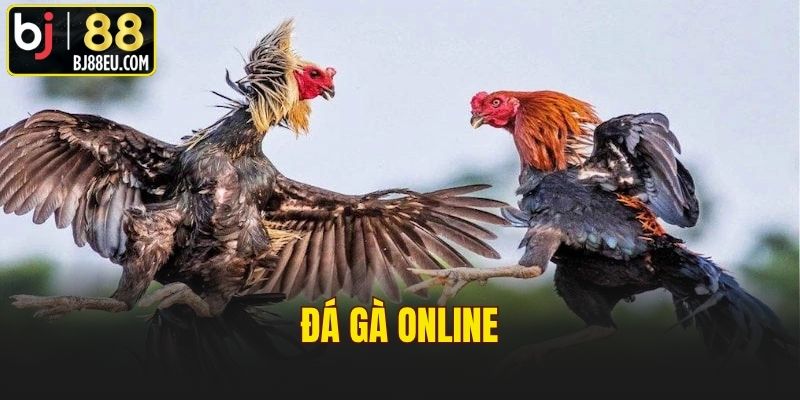 Đá Gà Online - Hướng Dẫn Xem Và Chinh Phục Cá Cược