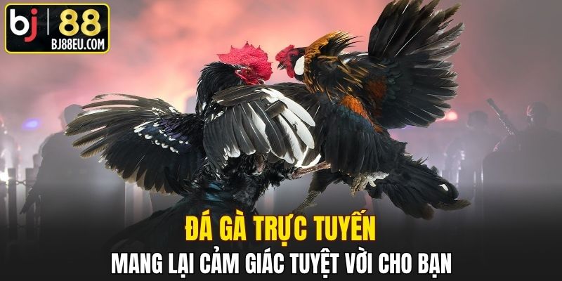 Đá gà trực tuyến mang lại cảm giác tuyệt vời cho bạn