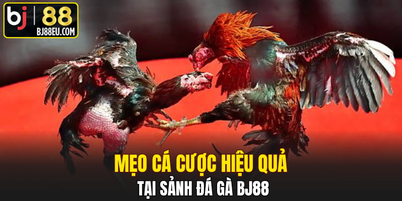 Đá Gà Bj88 - Sảnh Cá Cược Hàng Đầu Châu Á Năm 2025 3 Mẹo cá cược hiệu quả tại sảnh đá gà Bj88