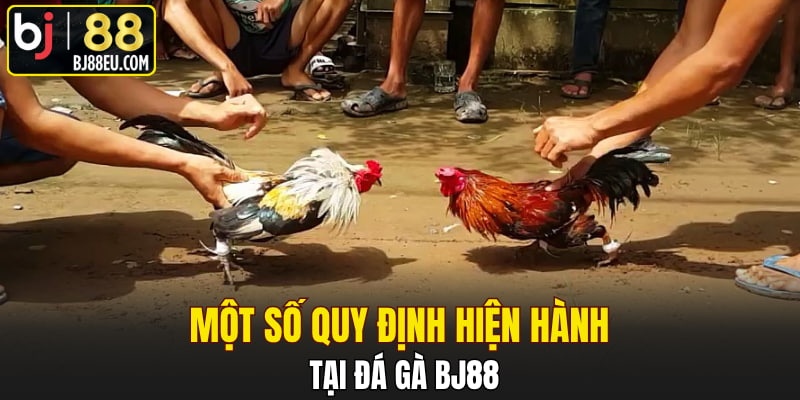 Đá Gà Bj88 - Sảnh Cá Cược Hàng Đầu Châu Á Năm 2025 2 Một số quy định hiện hành tại đá gà Bj88