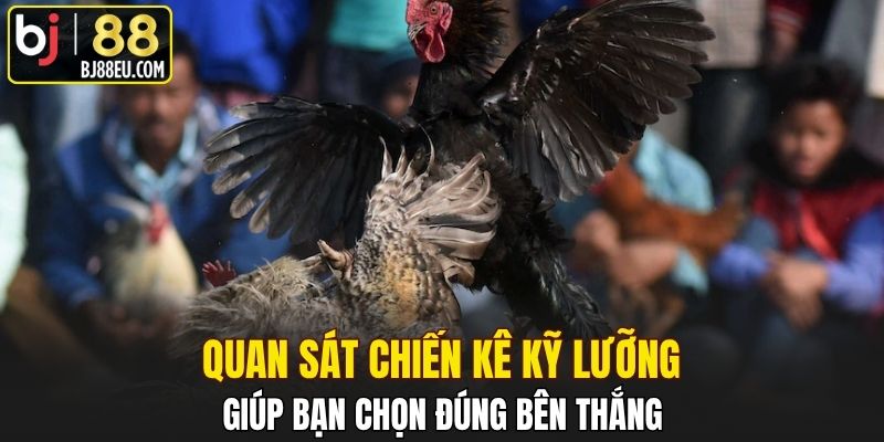 Quan sát chiến kê kỹ lưỡng giúp bạn chọn đúng bên thắng