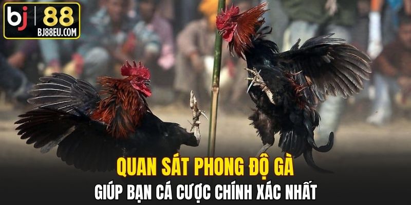 Quan sát phong độ gà giúp bạn cá cược chính xác nhất