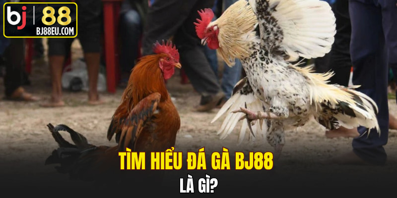 Đá Gà Bj88 - Sảnh Cá Cược Hàng Đầu Châu Á Năm 2025 1 Tìm hiểu đá Gà Bj88 là gì?