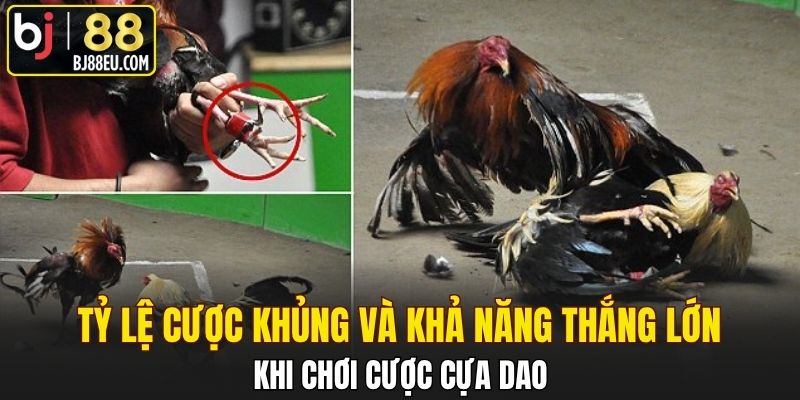 Tỷ lệ cược khủng và khả năng thắng lớn khi chơi cược cựa dao