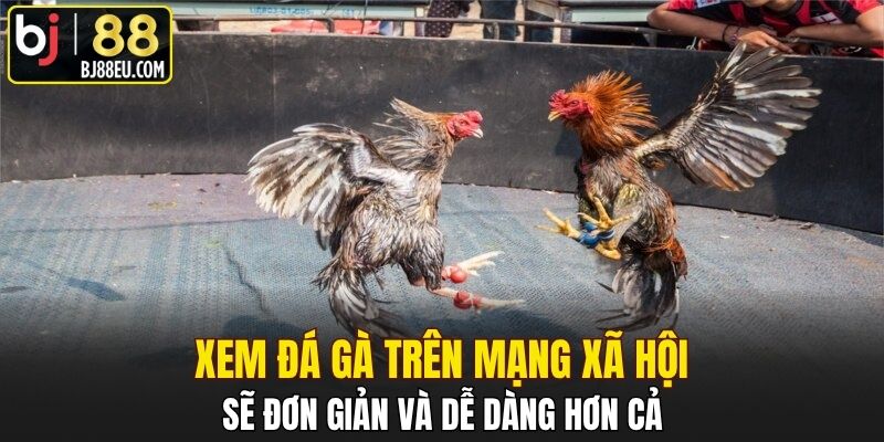 Xem đá gà trên mạng xã hội sẽ đơn giản và dễ dàng hơn cả